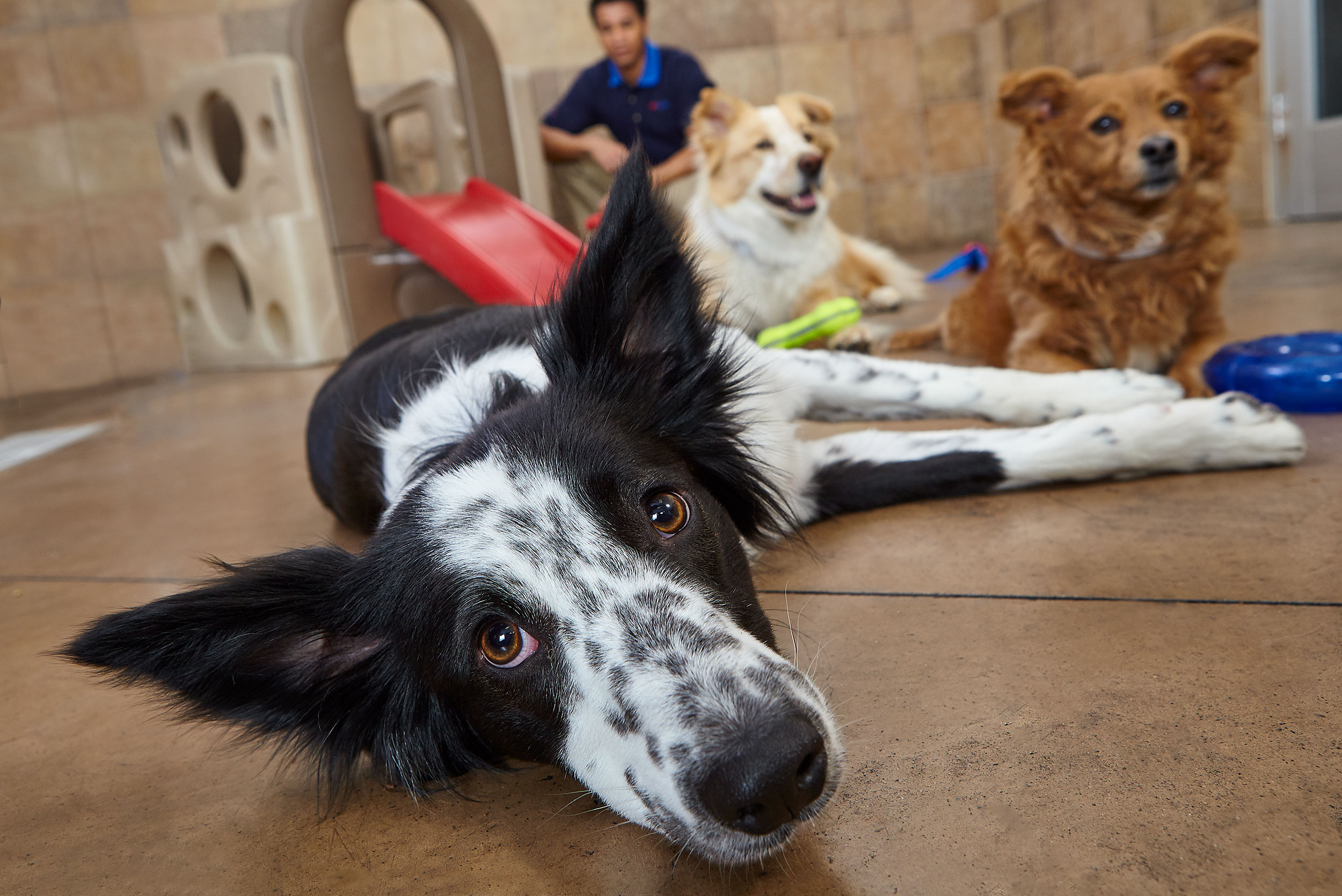 Petsmart Hotel - Steve Craft Photography - Phoenix Arizona Advertising Photographer