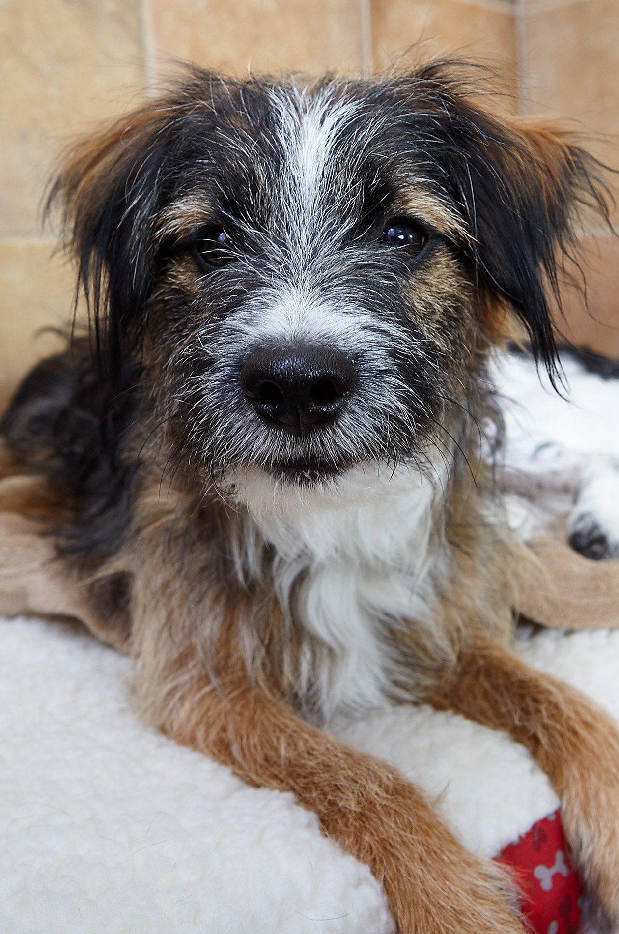 Petsmart Hotel Shaggy- Steve Craft Photography - Phoenix Arizona Advertising Photographer