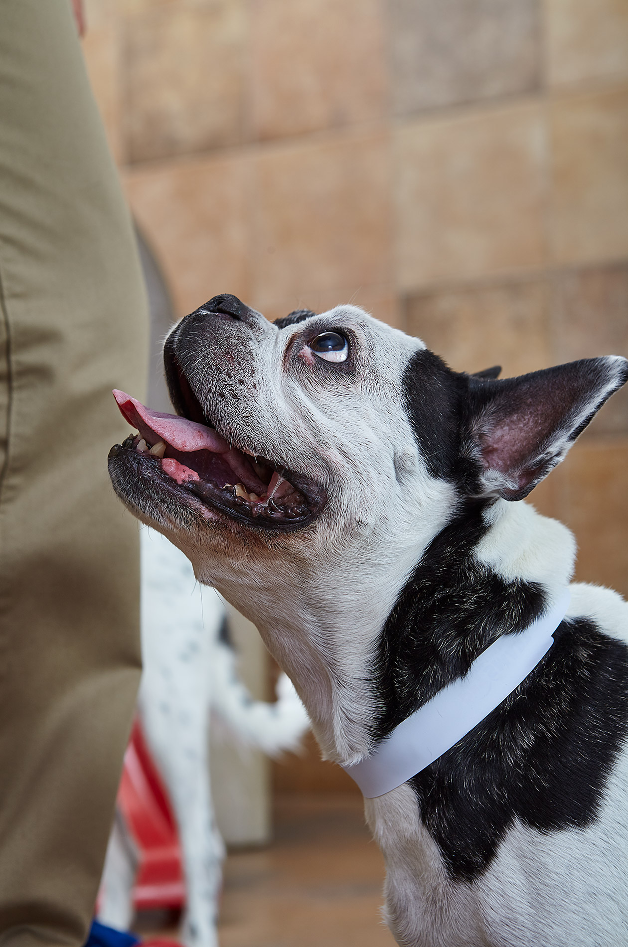 Petsmart Hotel Piggles- Steve Craft Photography - Phoenix Arizona Advertising Photographer