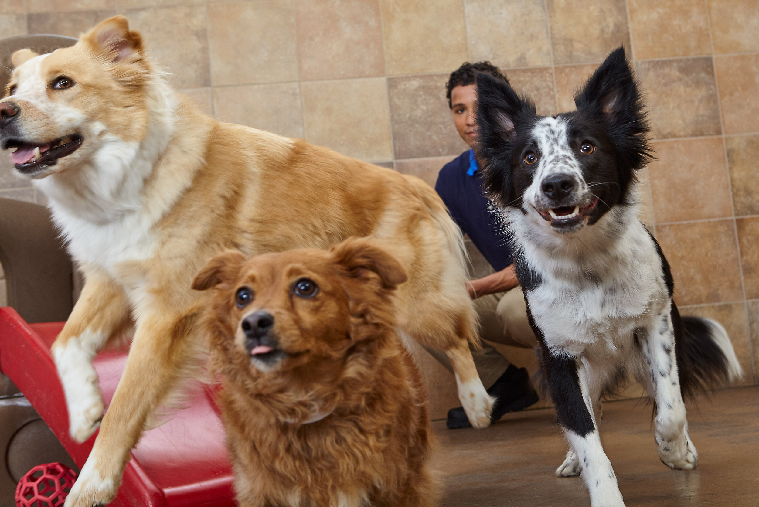 PETSMART