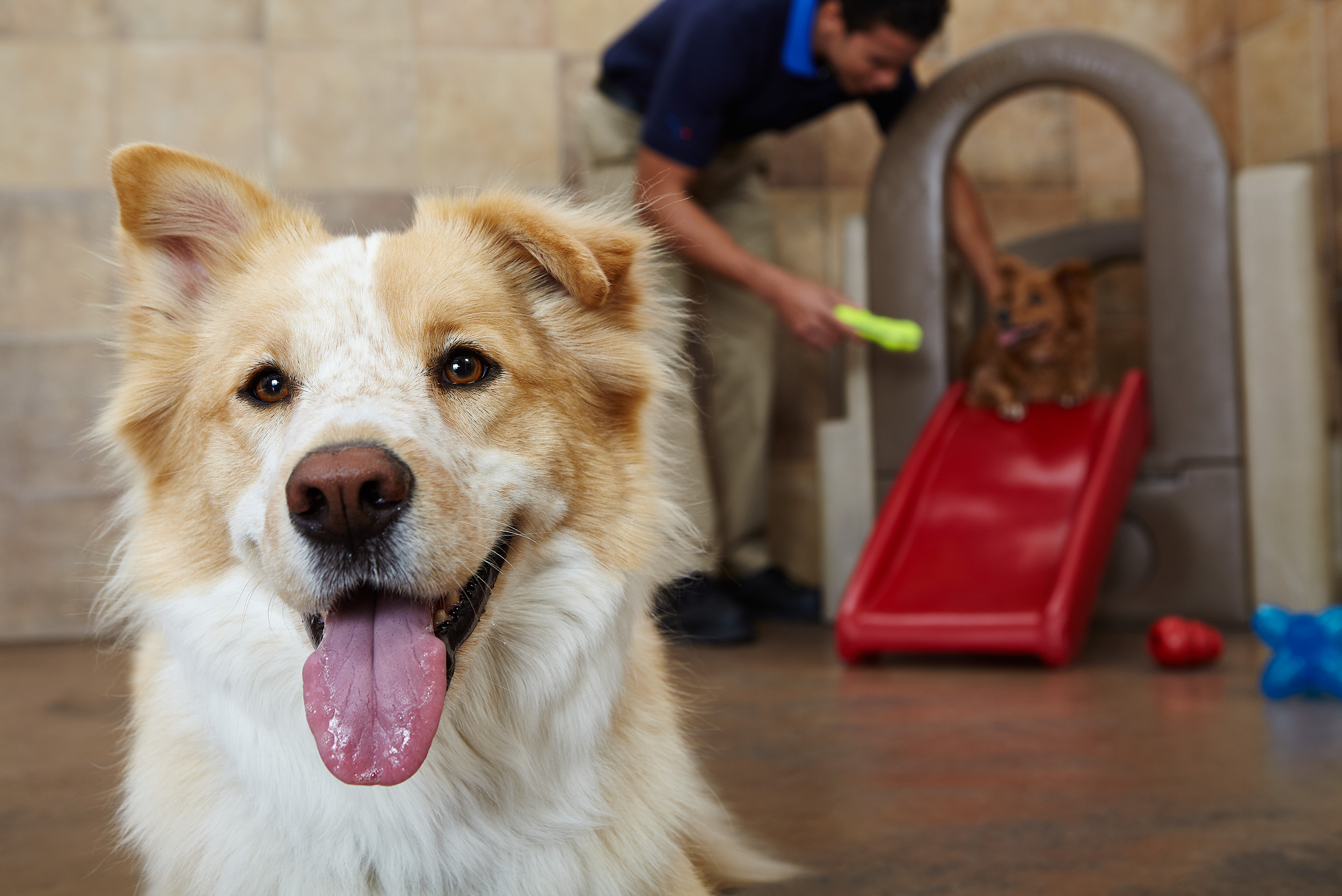 Petsmart Hotel Babs- Steve Craft Photography - Phoenix Arizona Advertising Photographer