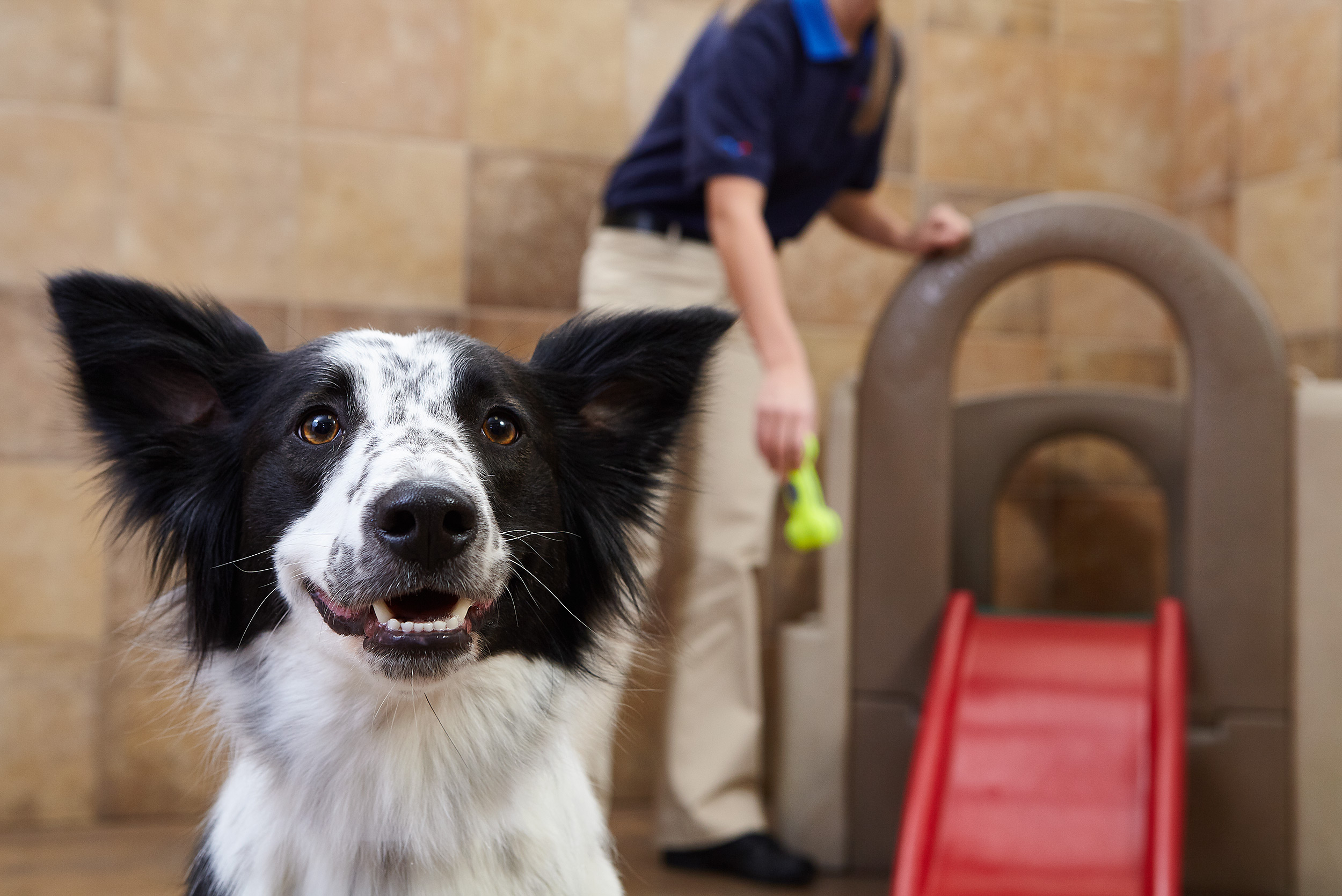 Petsmart Hotel Hank- Steve Craft Photography - Phoenix Arizona Advertising Photographer